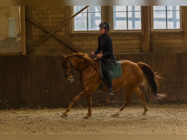 American Quarter Horse Ruin 8 Jaar 152 cm Vos in Großalmerode