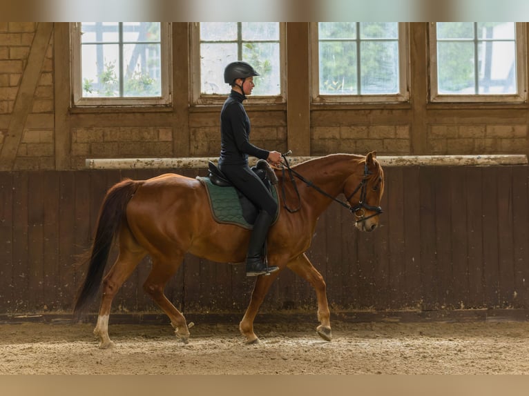 American Quarter Horse Ruin 8 Jaar 152 cm Vos in Großalmerode