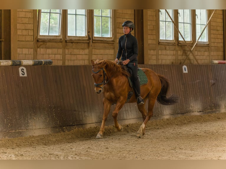 American Quarter Horse Ruin 8 Jaar 152 cm Vos in Großalmerode