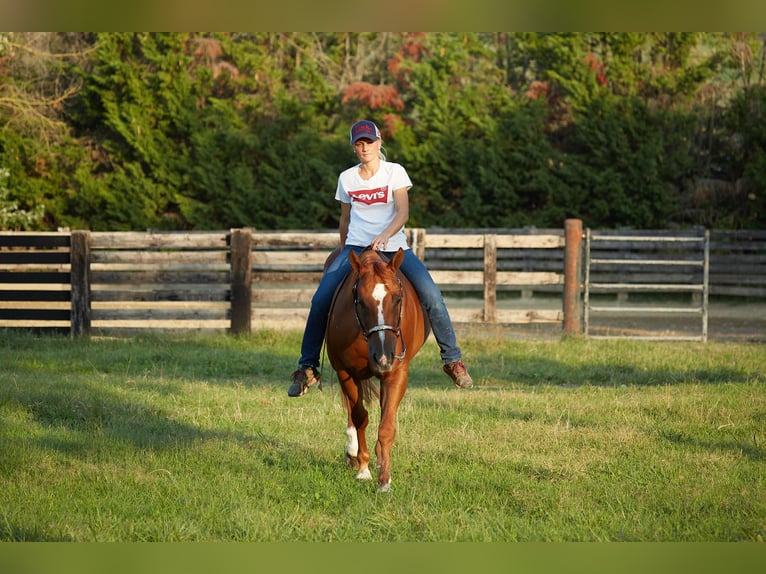 American Quarter Horse Ruin 8 Jaar 152 cm Vos in München