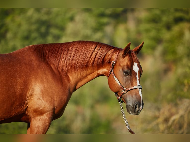 American Quarter Horse Ruin 8 Jaar 152 cm Vos in München