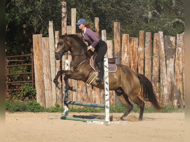 American Quarter Horse Ruin 8 Jaar 155 cm Buckskin in Athens