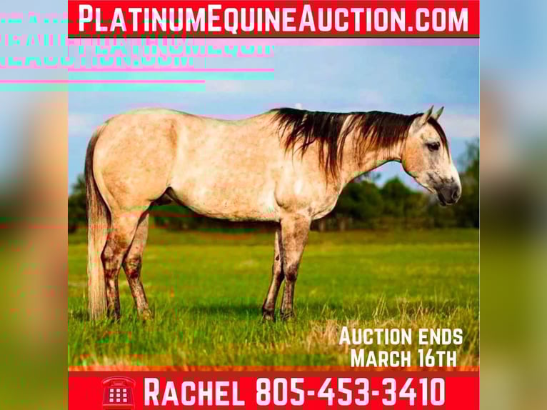 American Quarter Horse Ruin 8 Jaar 155 cm Buckskin in Post Oak Bend City Tx