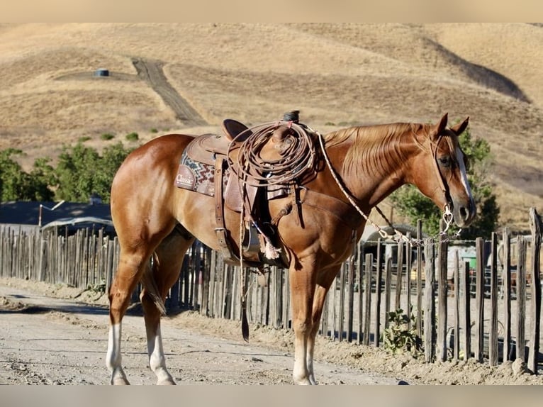 American Quarter Horse Ruin 8 Jaar 155 cm Donkere-vos in Paicines CA