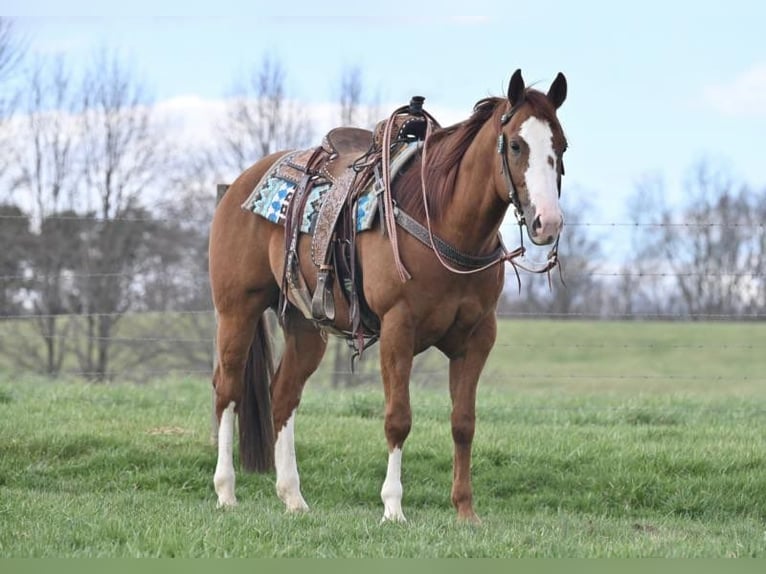 American Quarter Horse Ruin 8 Jaar 155 cm Donkere-vos in Jackson OH