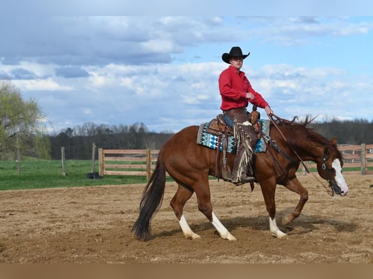 American Quarter Horse Ruin 8 Jaar 155 cm Donkere-vos in Jackson OH