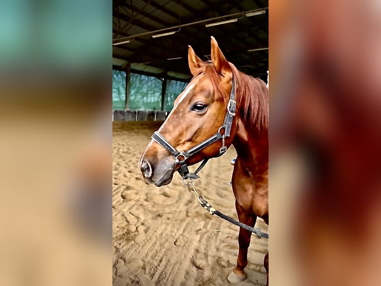 American Quarter Horse Ruin 8 Jaar 155 cm Donkere-vos in Gorzano