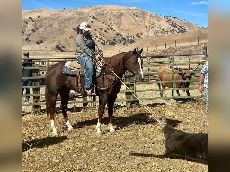 American Quarter Horse Ruin 8 Jaar 155 cm Donkere-vos in Bitterwater CA