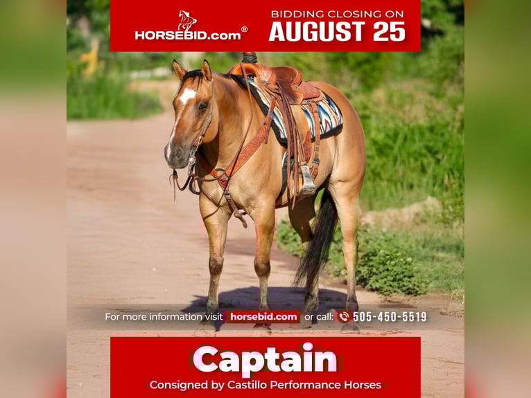 American Quarter Horse Mix Ruin 8 Jaar 155 cm Falbe in Belen, MN