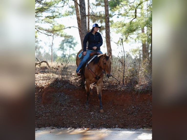 American Quarter Horse Ruin 8 Jaar 155 cm Falbe in Rusk TX