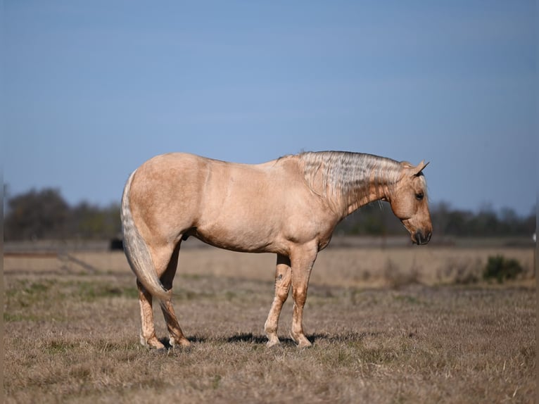 American Quarter Horse Ruin 8 Jaar 155 cm Palomino in Mount Pleasant