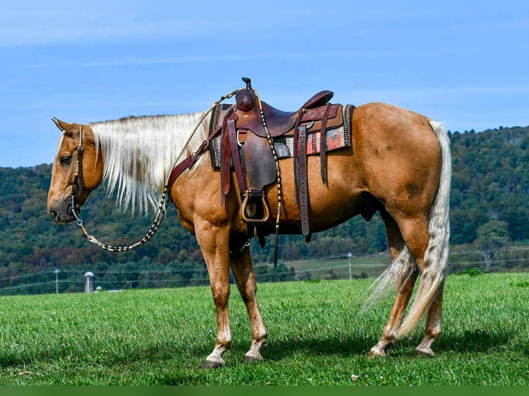 American Quarter Horse Ruin 8 Jaar 155 cm Palomino in Rebersburg
