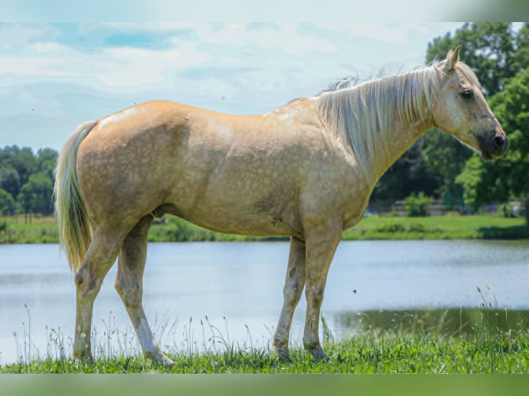American Quarter Horse Ruin 8 Jaar 155 cm Palomino in Salem