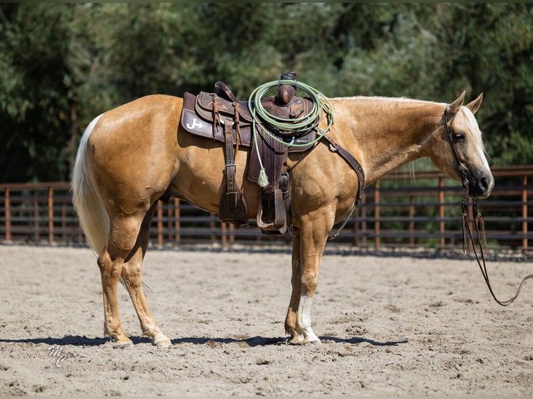American Quarter Horse Ruin 8 Jaar 155 cm Palomino in Caldwell, ID
