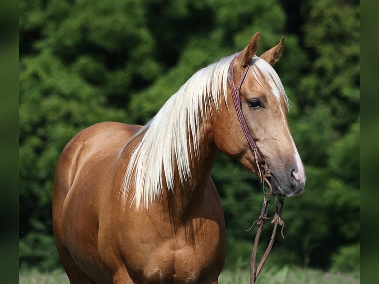 American Quarter Horse Ruin 8 Jaar 155 cm Palomino in Level Green KY
