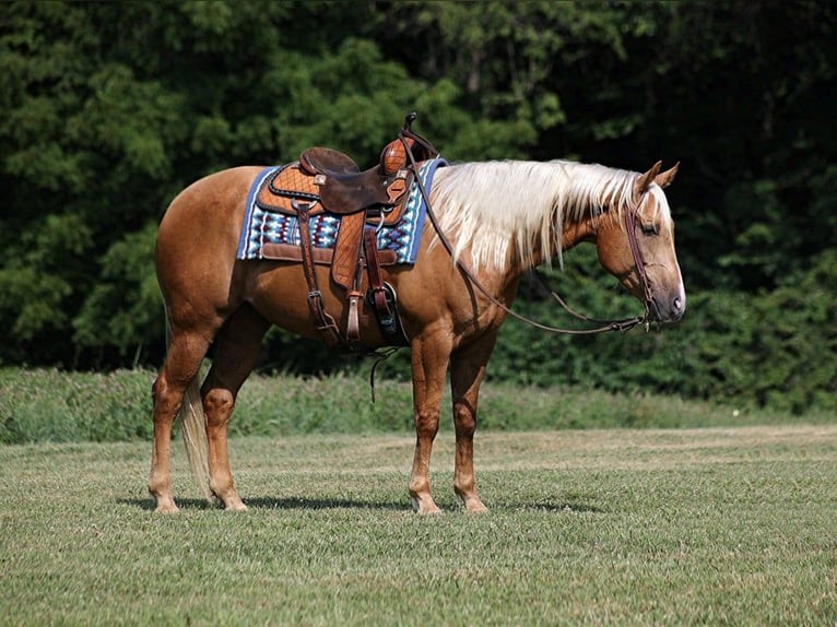 American Quarter Horse Ruin 8 Jaar 155 cm Palomino in Level Green KY