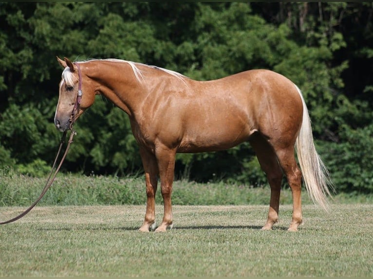 American Quarter Horse Ruin 8 Jaar 155 cm Palomino in Level Green KY