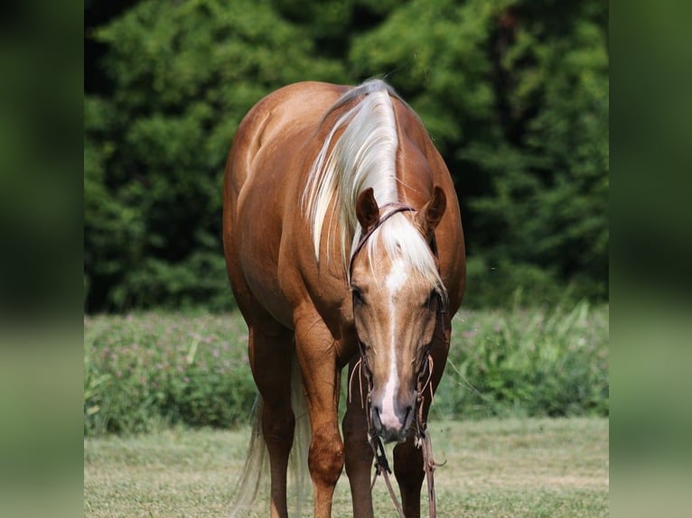 American Quarter Horse Ruin 8 Jaar 155 cm Palomino in Level Green KY