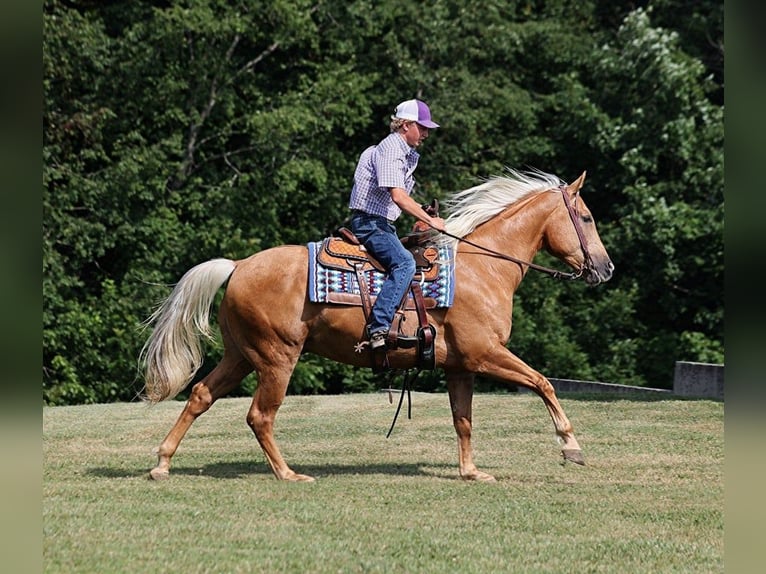 American Quarter Horse Ruin 8 Jaar 155 cm Palomino in Level Green KY