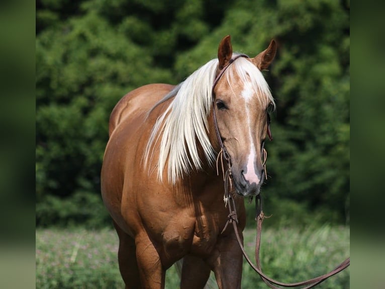 American Quarter Horse Ruin 8 Jaar 155 cm Palomino in Level Green KY