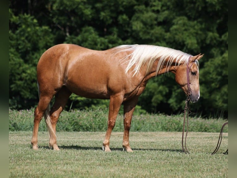 American Quarter Horse Ruin 8 Jaar 155 cm Palomino in Level Green KY