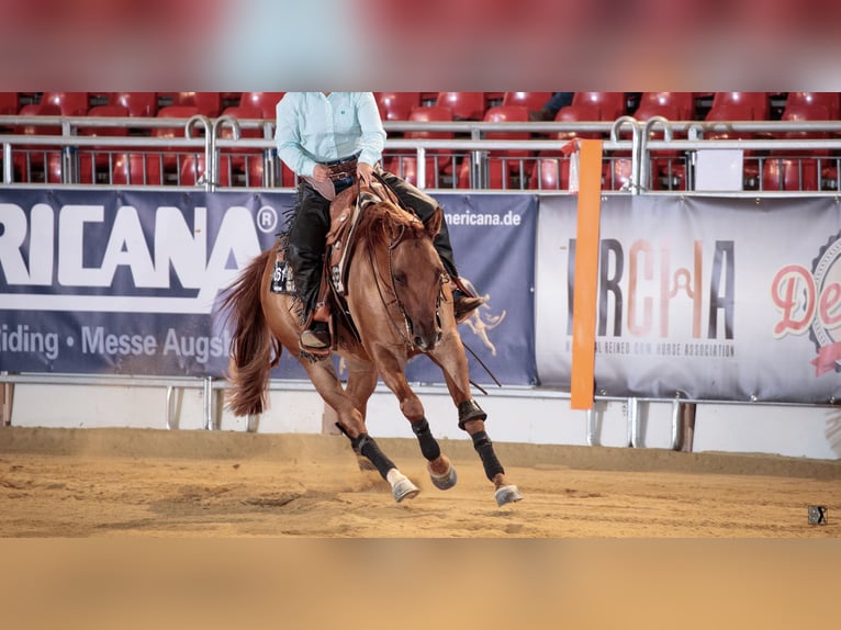 American Quarter Horse Ruin 8 Jaar 155 cm Red Dun in Markt Indersdorf