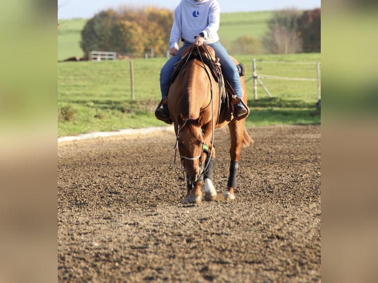 American Quarter Horse Ruin 8 Jaar 155 cm Red Dun in Markt Indersdorf