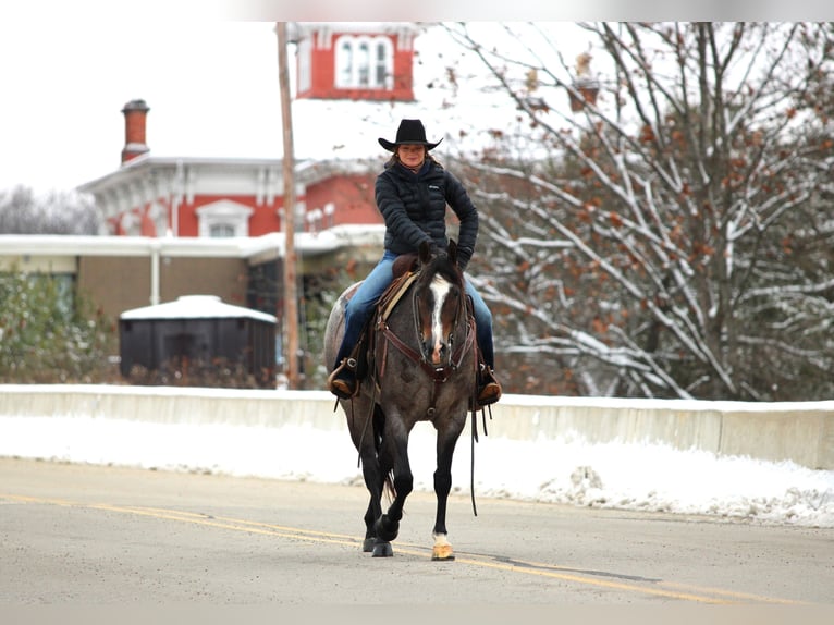 American Quarter Horse Ruin 8 Jaar 155 cm Roan-Bay in Clarion