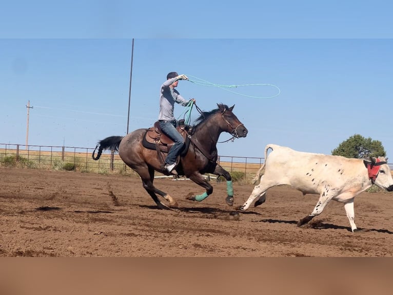American Quarter Horse Ruin 8 Jaar 155 cm Roan-Bay in Saint Anthony, ID