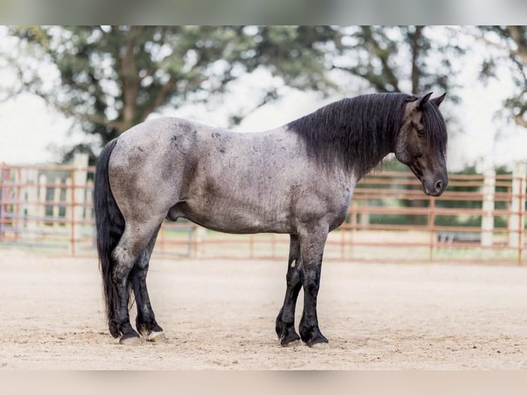 American Quarter Horse Ruin 8 Jaar 155 cm Roan-Blue in North Judson IN