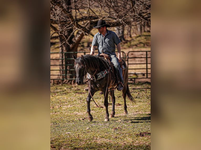 American Quarter Horse Ruin 8 Jaar 155 cm Roan-Blue in Santa Fe, TN