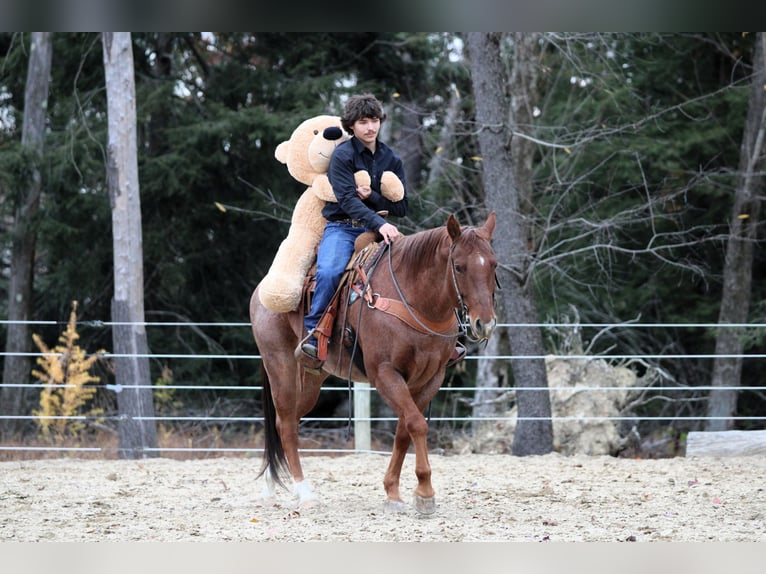 American Quarter Horse Ruin 8 Jaar 155 cm Roan-Red in Clarion