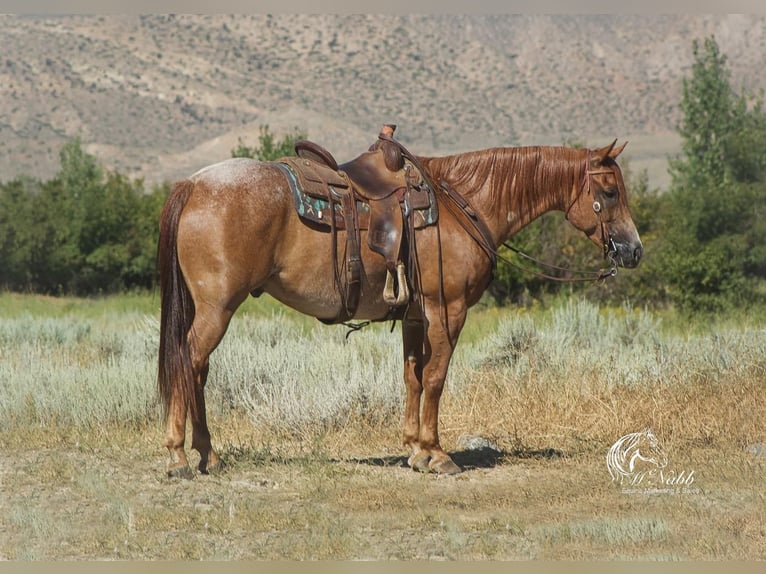 American Quarter Horse Ruin 8 Jaar 155 cm Roan-Red in Cody, WY