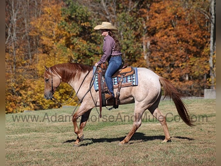 American Quarter Horse Ruin 8 Jaar 155 cm Roan-Red in Mount Vernon