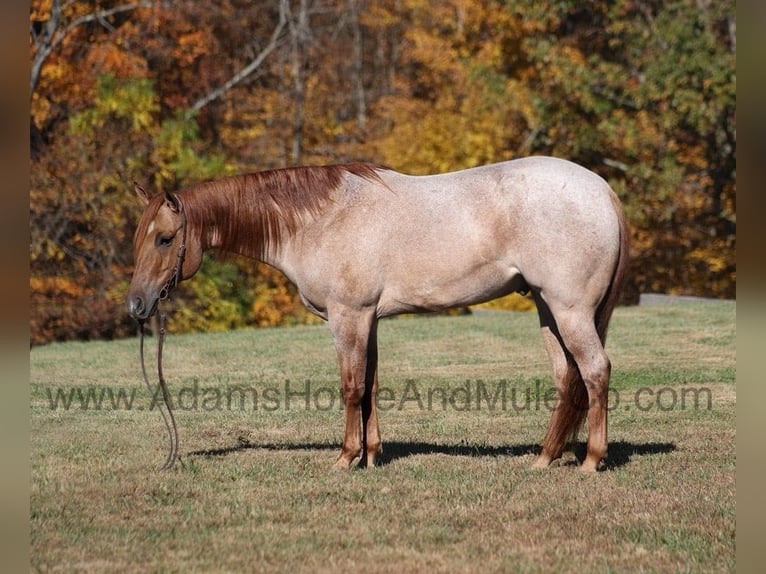 American Quarter Horse Ruin 8 Jaar 155 cm Roan-Red in Mount Vernon