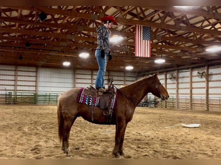 American Quarter Horse Ruin 8 Jaar 155 cm Roan-Red in Battle Creek, IA