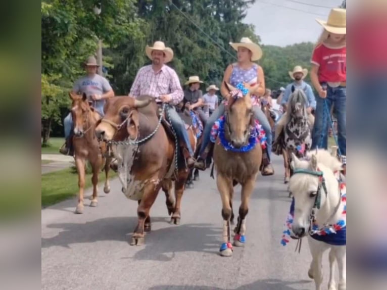 American Quarter Horse Ruin 8 Jaar 155 cm Roan-Red in Battle Creek, IA