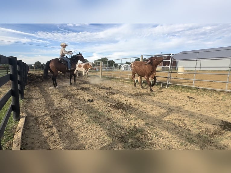 American Quarter Horse Ruin 8 Jaar 155 cm Roodbruin in Henderson, KY