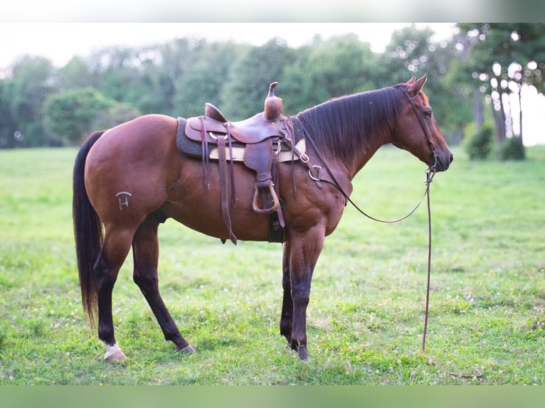 American Quarter Horse Ruin 8 Jaar 155 cm Roodbruin in Henderson, KY