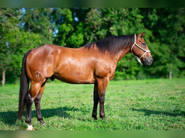 American Quarter Horse Ruin 8 Jaar 155 cm Roodbruin in Henderson, KY