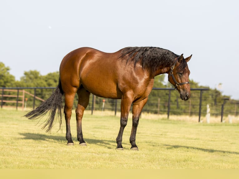 American Quarter Horse Ruin 8 Jaar 155 cm Roodbruin in Pilot Point, TX