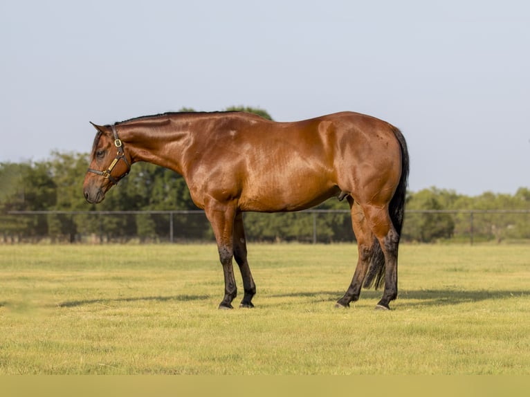 American Quarter Horse Ruin 8 Jaar 155 cm Roodbruin in Pilot Point, TX