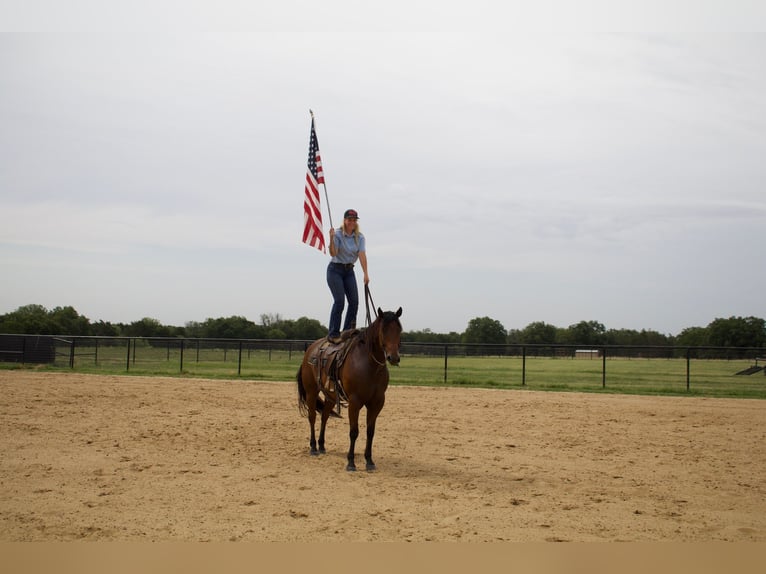 American Quarter Horse Ruin 8 Jaar 155 cm Roodbruin in Pilot Point, TX