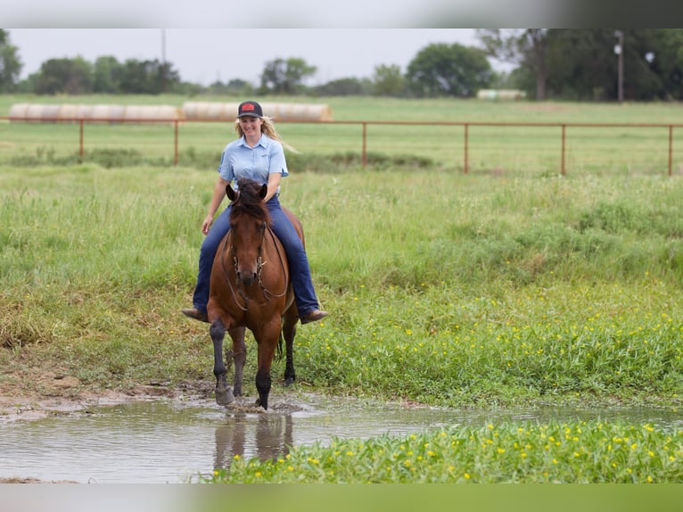 American Quarter Horse Ruin 8 Jaar 155 cm Roodbruin in Pilot Point, TX