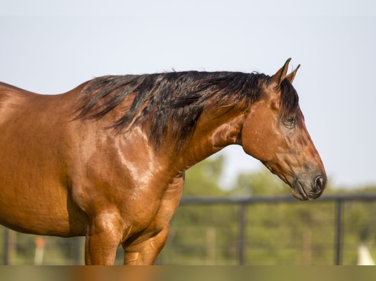 American Quarter Horse Ruin 8 Jaar 155 cm Roodbruin in Pilot Point, TX