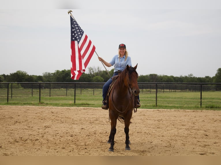 American Quarter Horse Ruin 8 Jaar 155 cm Roodbruin in Pilot Point, TX