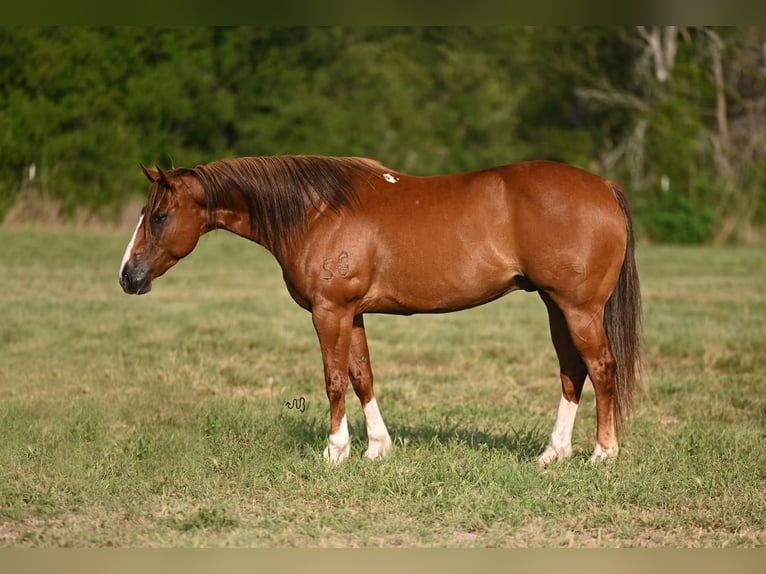 American Quarter Horse Ruin 8 Jaar 155 cm Roodvos in Waco, TX