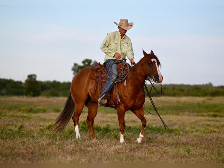 American Quarter Horse Ruin 8 Jaar 155 cm Roodvos in Waco, TX