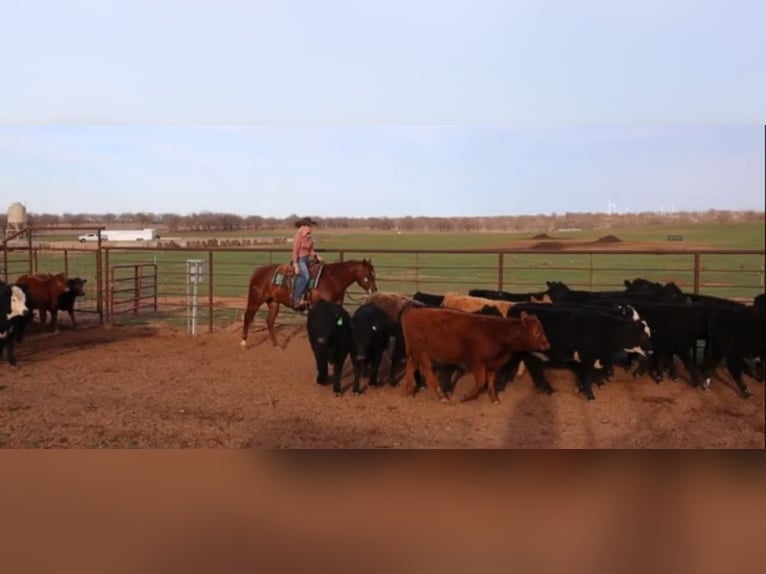 American Quarter Horse Ruin 8 Jaar 155 cm Roodvos in Robards, KY