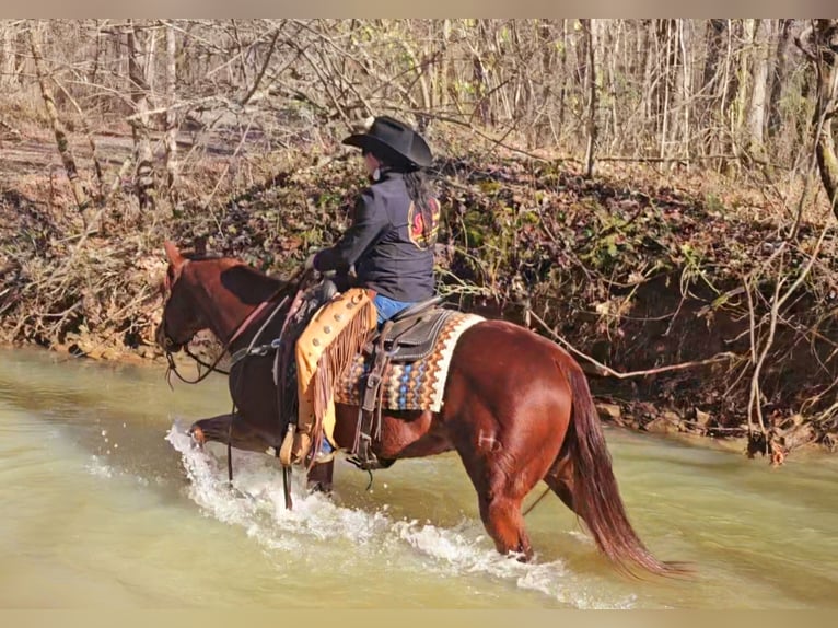 American Quarter Horse Ruin 8 Jaar 155 cm Roodvos in Robards, KY